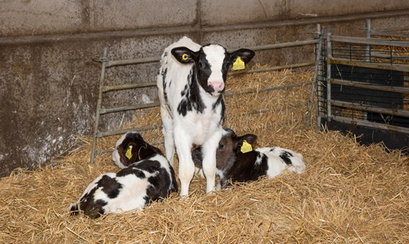 Calf stood next to two calves lying on straw